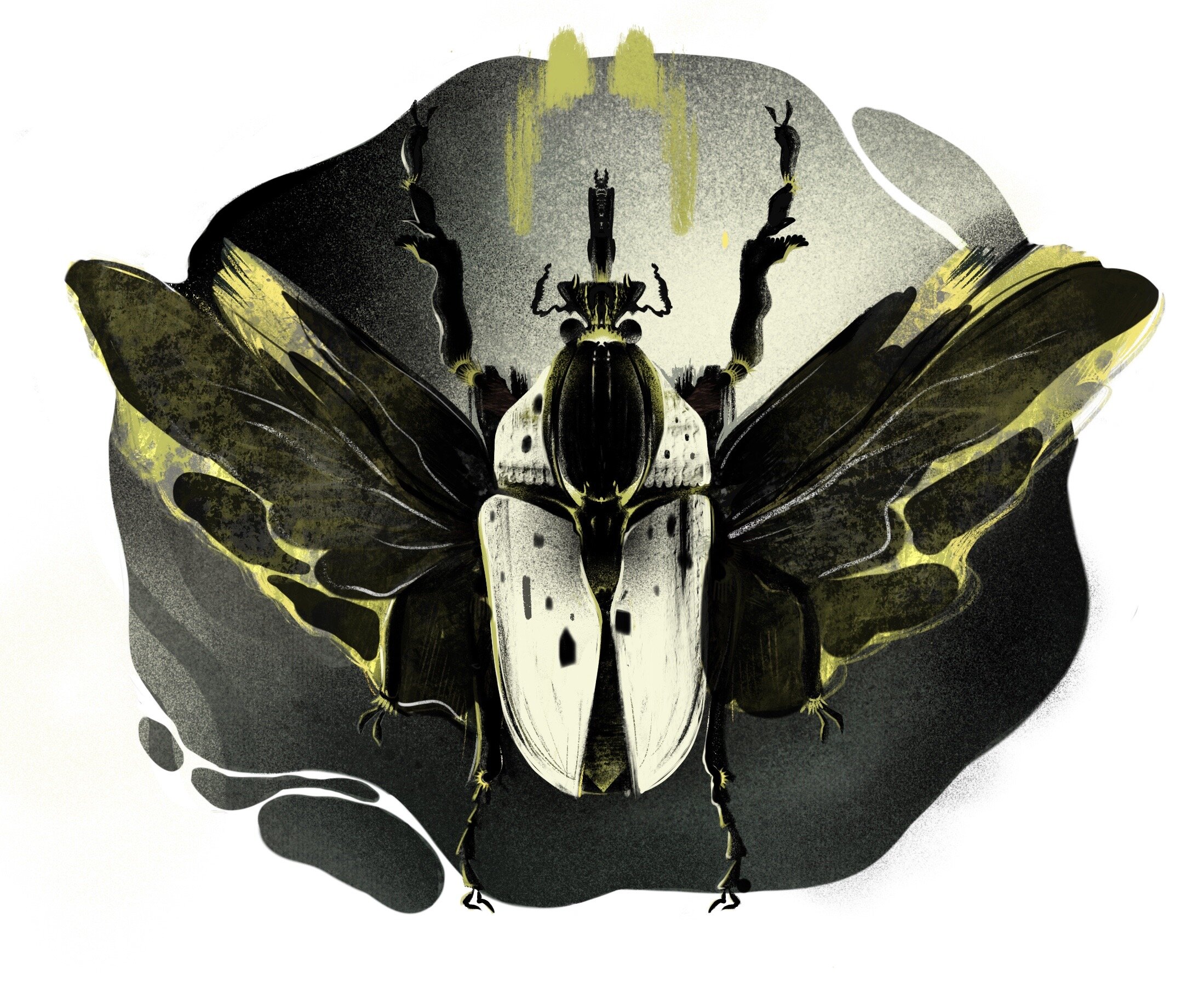 Beetle image 2