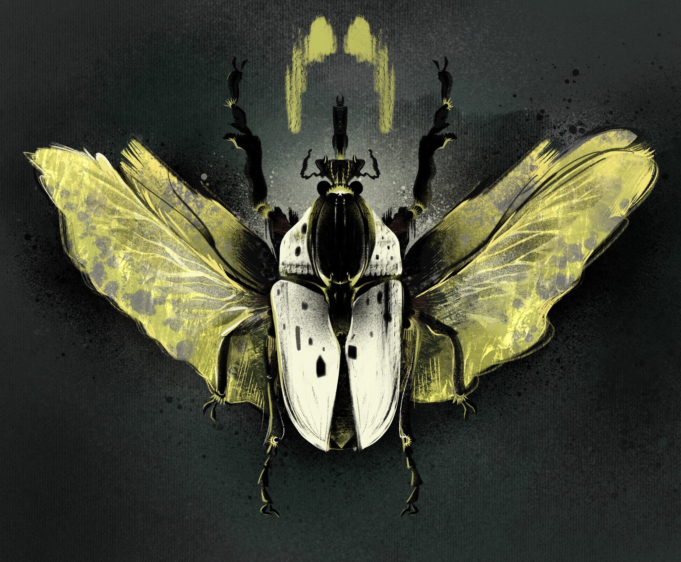 Beetle