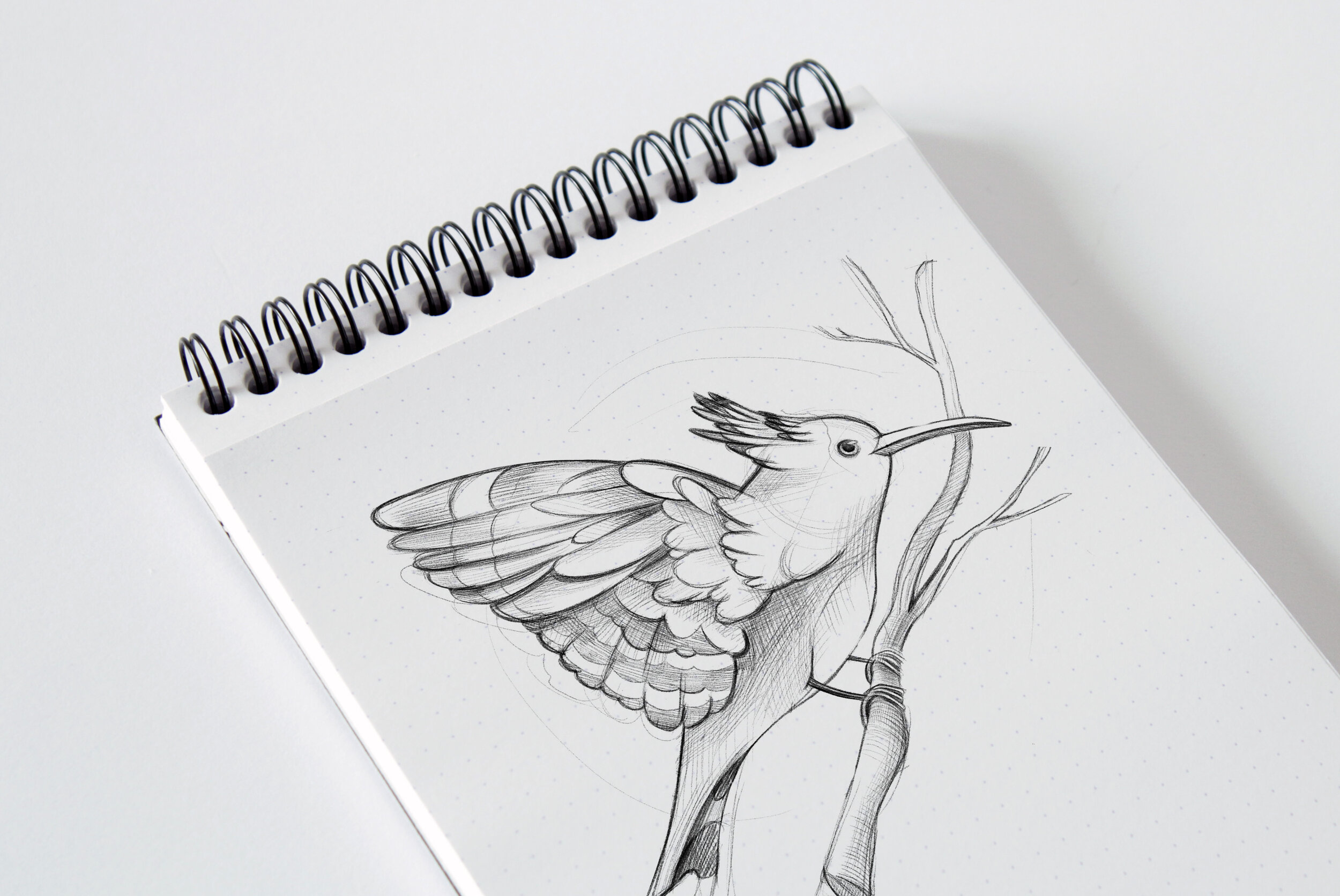 Hoopoe image 4